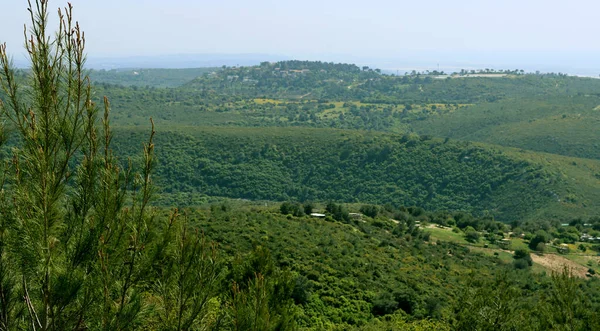 Yeşil tepeler panoramik fotoğraf. Yeşil tarlaları ve ağaçları olan güzel bir manzara. Orta Doğu 'nun doğası. Ekoloji kavramı. 