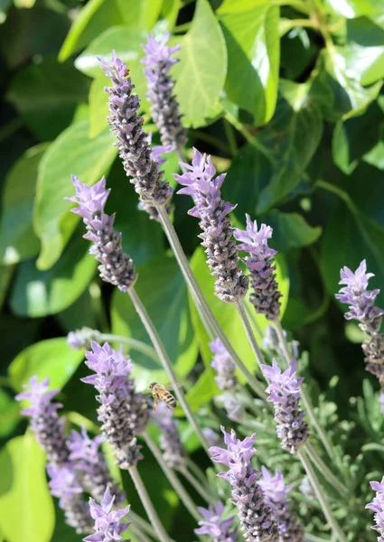 Flores Lavanda Cerca Foto Hermosa Flor Sobre Fondo Borroso Foco —  Fotos de Stock