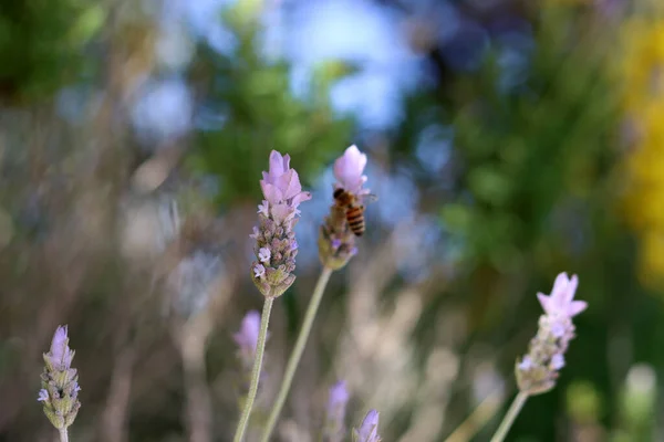 Flores Lavanda Cerca Foto Hermosa Flor Sobre Fondo Borroso Foco —  Fotos de Stock