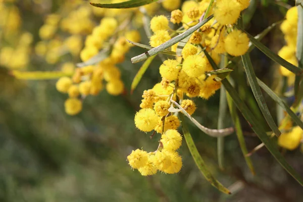 Florile Copac Salcâm Închid Fotografia Flori Galbene Mici Mimosa Bucșă — Fotografie, imagine de stoc