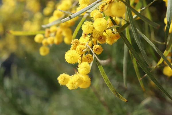 Acácia Árvores Flores Fechar Foto Pequenas Flores Amarelas Mimosa Arbusto — Fotografia de Stock