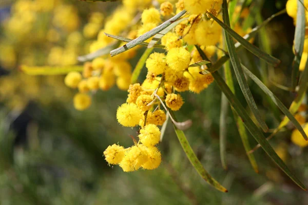 Flores Acacia Cerrar Foto Flores Amarillas Pequeñas Mimosa Arbusto Floreciente — Foto de Stock