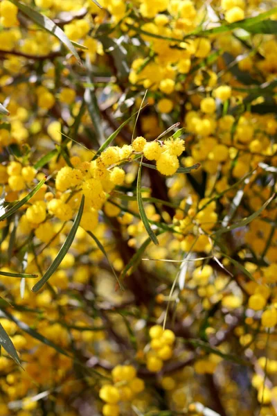 Înflorire Tufiș Acacia Frumoasă Floare Galbenă Ramură Planta Primăvară Închide — Fotografie, imagine de stoc