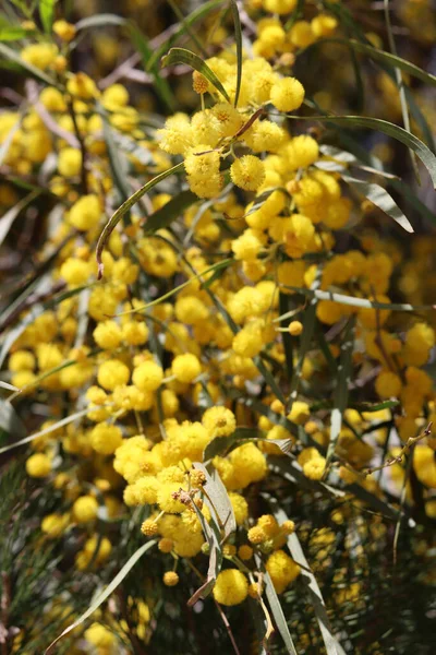 Árvore Acácia Florescente Belas Flores Amarelas Uns Ramos Primavera Temporada — Fotografia de Stock