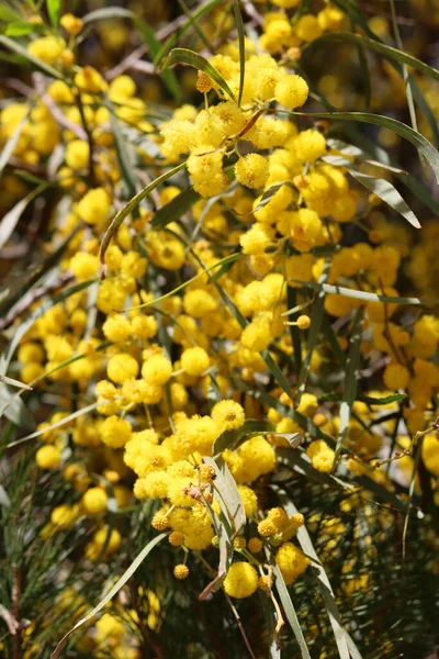 Kwitnący Krzak Akacji Piękny Żółty Kwiat Gałęziach Wiosenna Roślina Zamknij — Zdjęcie stockowe
