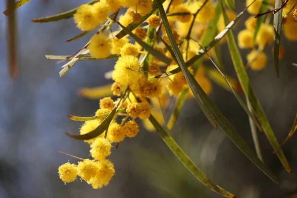 Acacia Tree Flowers Close Photo Small Yellow Flowers Mimosa Blossoming — Stock Photo, Image