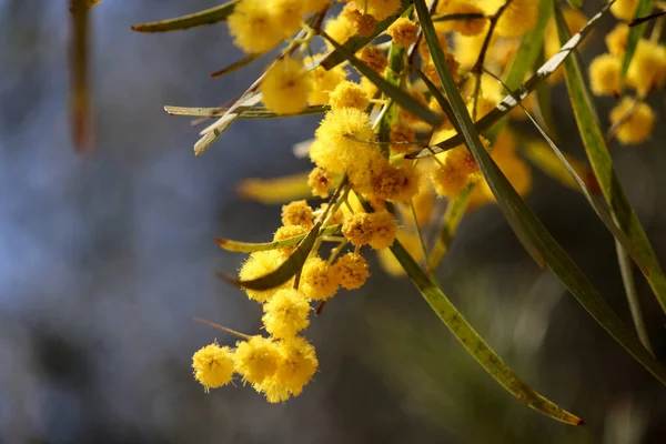 Acacia Tree Flowers Close Photo Small Yellow Flowers Mimosa Blossoming — Stock Photo, Image