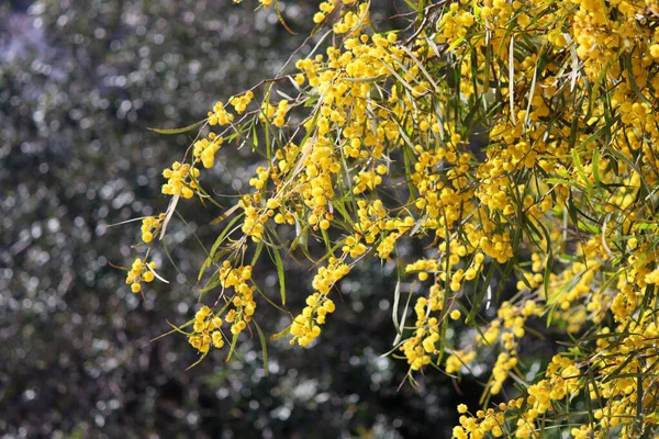 Acacia 'nın çiçekli çalıları. Dallarda güzel sarı bir çiçek. Bahar bitkisi yakın çekim fotoğrafı. 