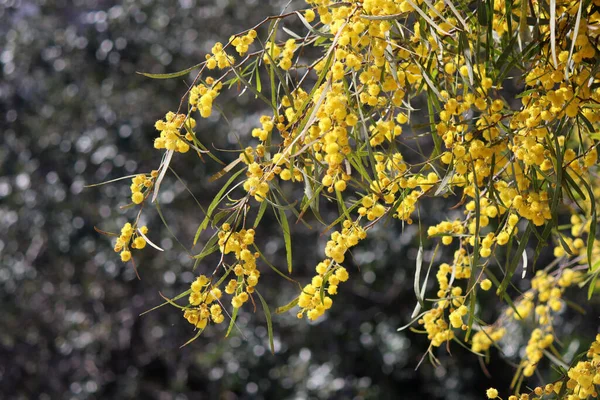 Güzel sarı çalı yakın çekim fotoğrafı. Dallardaki Akasya çiçekleri. Bahar sezonu fotoğrafı.. 