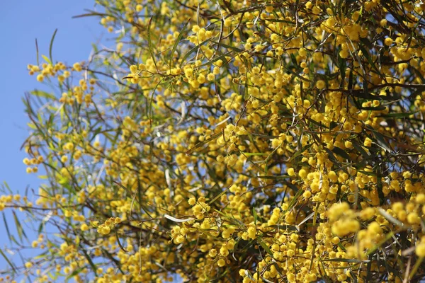 Çiçek açan akasya ağacı. Dallardaki güzel sarı çiçekler. Bahar sezonu fotoğrafı.. 