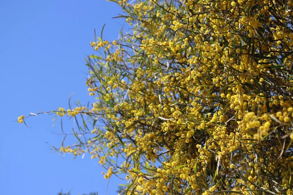 Çiçek açan akasya ağacı. Dallardaki güzel sarı çiçekler. Bahar sezonu fotoğrafı.. 