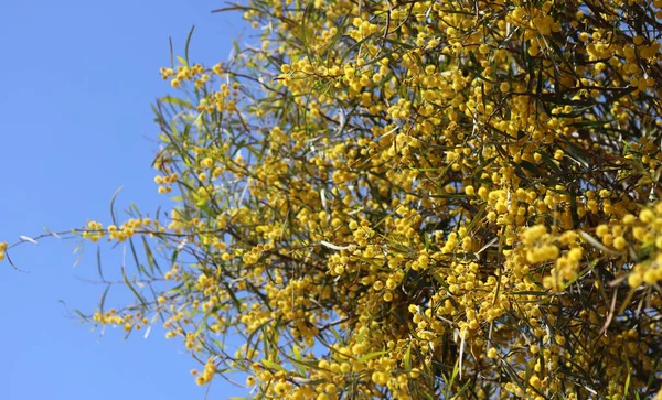 Înflorire Tufiș Acacia Frumoasă Floare Galbenă Ramură Planta Primăvară Închide — Fotografie, imagine de stoc