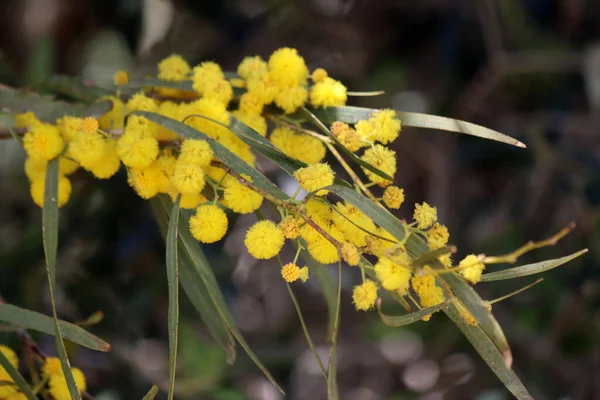 Akasya ağacı çiçekleri fotoğrafı kapatır. Küçük sarı mimoza çiçekleri. Yeşil bulanık arkaplanda çiçek açan çalılar.  
