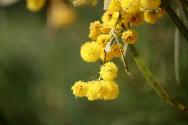 Acacia Drzewa Kwiaty Zamknąć Zdjęcie Małe Żółte Kwiaty Mimozy Kwitnący — Zdjęcie stockowe