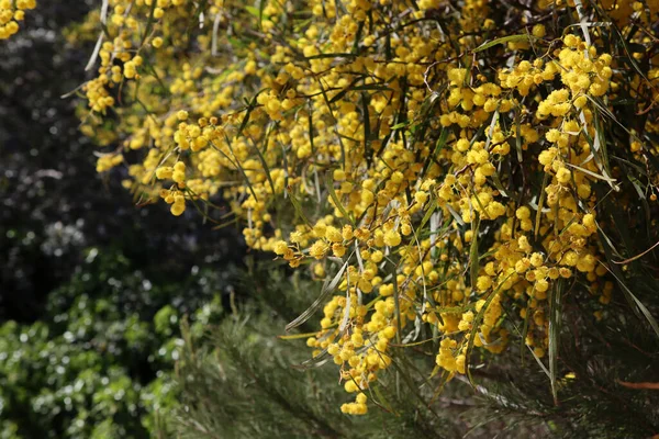 Acacia 'nın çiçekli çalıları. Dallarda güzel sarı bir çiçek. Bahar bitkisi yakın çekim fotoğrafı. 