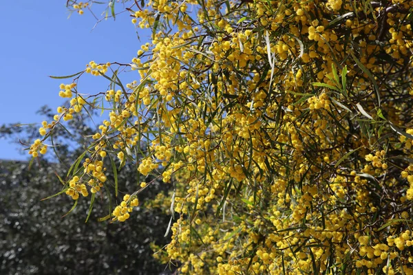 Acacia 'nın çiçekli çalıları. Dallarda güzel sarı bir çiçek. Bahar bitkisi yakın çekim fotoğrafı. 