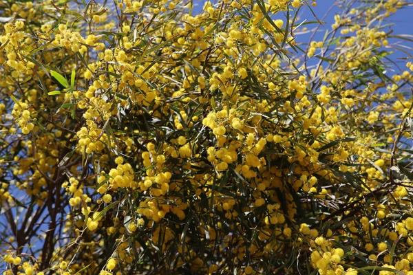 Arbusto Florido Acácia Bela Flor Amarela Uns Ramos Primavera Planta — Fotografia de Stock