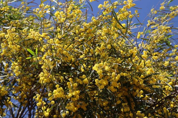 Árvore Acácia Florescente Belas Flores Amarelas Uns Ramos Primavera Temporada — Fotografia de Stock