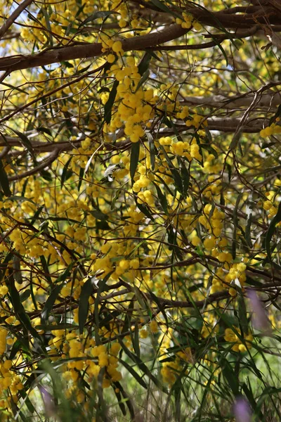 Çiçekli akasya ağacının yakın plan fotoğrafı. Soyut sarı doku. Orta Doğu 'nun Doğası.