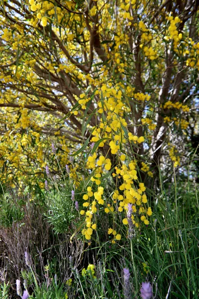 Árbol Acacia Flor Hermosas Flores Amarillas Las Ramas Primavera Temporada — Foto de Stock