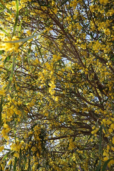 Çiçek açan akasya ağacı. Dallardaki güzel sarı çiçekler. Bahar sezonu fotoğrafı.. 