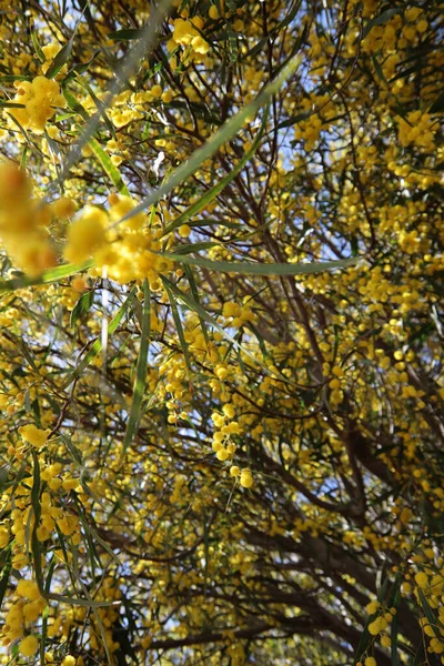 Blossoming Acacia Tree Beautiful Yellow Flowers Branches Spring Season Photo — Stock Photo, Image
