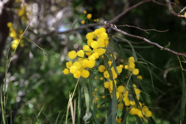 Florile Copac Salcâm Închid Fotografia Flori Galbene Mici Mimosa Bucșă — Fotografie, imagine de stoc