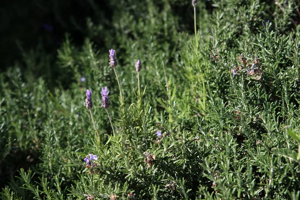 Biberiye tarlasında yakın çekim fotoğrafı. Yeşil bitkisel iğne dokusu. 