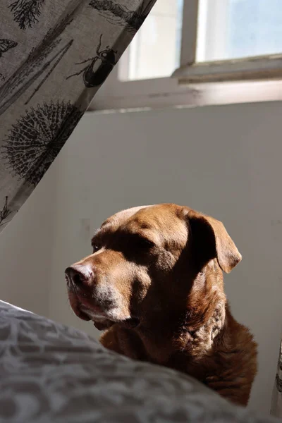 Brown Mixed Labrador Dog Sitting Sun Adult Dog Sunbathing Sunny — Zdjęcie stockowe