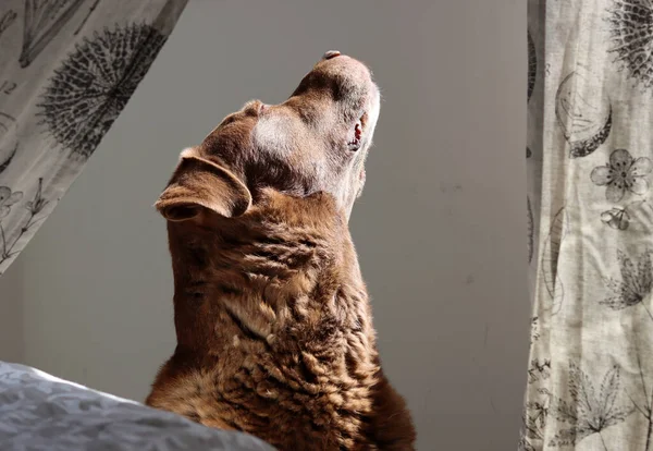 茶色の混合ラブラドール犬は太陽の下で座っている 日当たりの良い場所で大人の犬日光浴 可愛いですペット閉じますポートレート — ストック写真