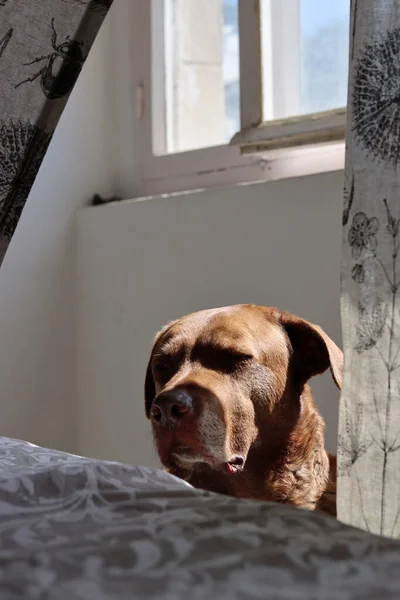 Brown Misturou Cão Labrador Sentado Sol Adulto Cão Tomando Banho — Fotografia de Stock