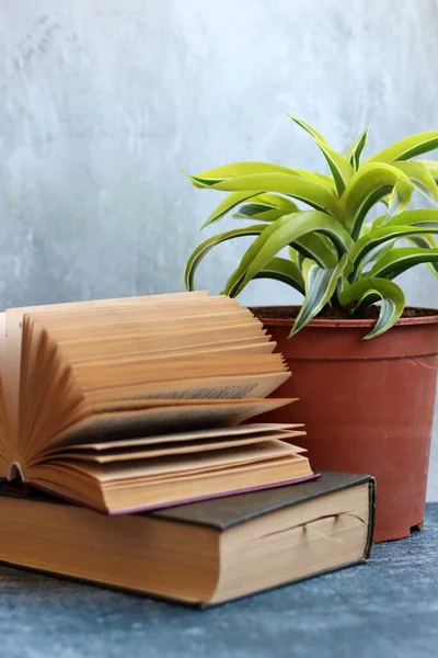 Still Life Old Book Potted Plant Desk Grey Background Copy — Fotografia de Stock