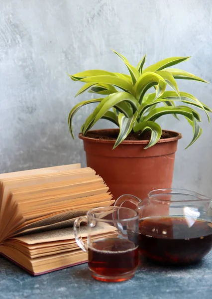 Eski kitaplarla ve masa başında saksılarla dolu bir hayat. Fotokopi alanı olan gri arkaplan. Eğitim kavramı. 