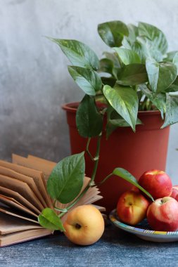 Nektarinlerle, açık kitaplarla ve saksılarla dolu renkli bir hayat. Sağlıklı yaşam tarzı kavramı. 