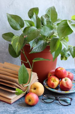 Taze nektarlar, saksı bitkisi ve açık bir kitap. Basit kompozisyon hala hayat. Sulu organik meyve, yakın plan bir fotoğrafta ev bitkisi.. 