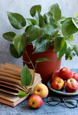Taze nektarlar, saksı bitkisi ve açık bir kitap. Basit kompozisyon hala hayat. Sulu organik meyve, yakın plan bir fotoğrafta ev bitkisi.. 