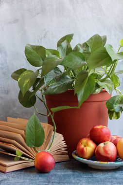 Taze nektarlar, saksı bitkisi ve açık bir kitap. Basit kompozisyon hala hayat. Sulu organik meyve, yakın plan bir fotoğrafta ev bitkisi.. 