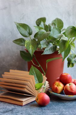 Taze nektarlar, saksı bitkisi ve açık bir kitap. Basit kompozisyon hala hayat. Sulu organik meyve, yakın plan bir fotoğrafta ev bitkisi.. 