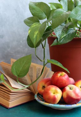 Taze nektarlar, saksı bitkisi ve açık bir kitap. Basit kompozisyon hala hayat. Sulu organik meyve, yakın plan bir fotoğrafta ev bitkisi.. 