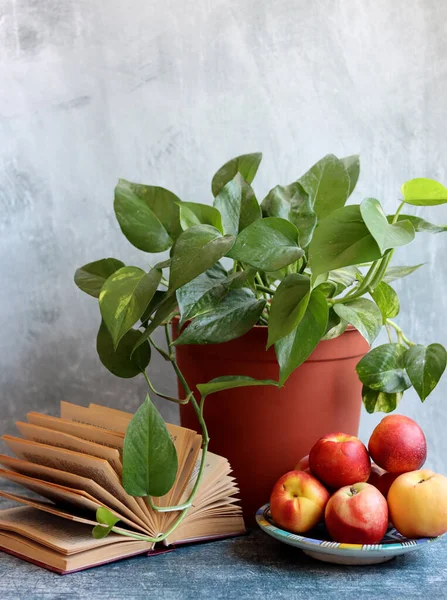 Nektarinlerle, açık kitaplarla ve saksılarla dolu renkli bir hayat. Sağlıklı yaşam tarzı kavramı. 