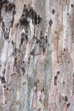 Ağaç gövdesi resmi kapat. Soyut doğal şablon. Kahverengi desenli arka plan. 