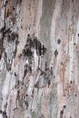 Ağaç gövdesi resmi kapat. Soyut doğal şablon. Kahverengi desenli arka plan. 