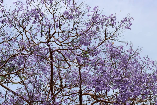 Belos Ramos Árvores Florescendo Fechar Foto Textura Pétalas Violetas Primavera — Fotografia de Stock