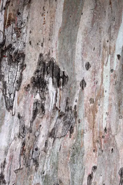 Ağaç gövdesi resmi kapat. Soyut doğal şablon. Kahverengi desenli arka plan. 