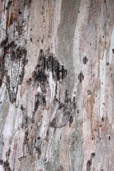 Ağaç gövdesi resmi kapat. Soyut doğal şablon. Kahverengi desenli arka plan. 