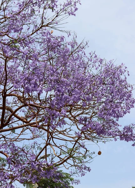 Όμορφα Ανθισμένα Κλαδιά Δέντρων Κλείνουν Φωτογραφία Βιολετί Πέταλα Άνοιξη Στο — Φωτογραφία Αρχείου