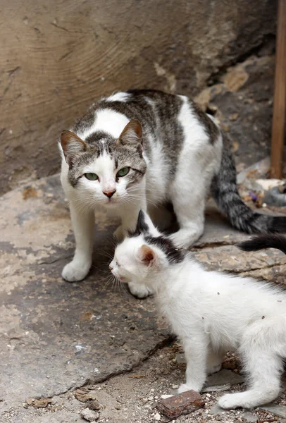 Gato Sem Teto Fechar Foto Conceito Animais Abrigo — Fotografia de Stock