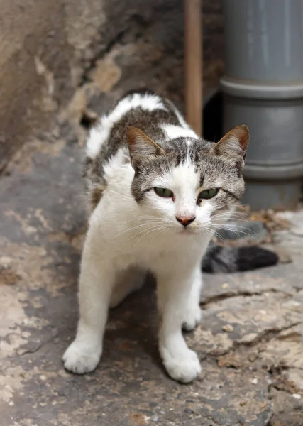 Gato Sem Teto Fechar Foto Conceito Animais Abrigo — Fotografia de Stock