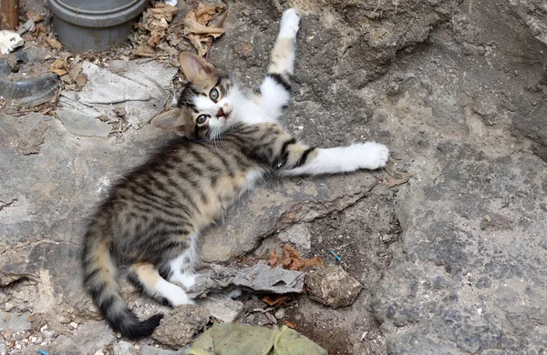 Graue Kätzchen Nahaufnahme Foto Niedliche Katze Legen Freien — Stockfoto