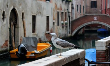 Martı Venice Kanal Caddesi 'ni satın alıyor. Bir kuşun yakın fotoğrafını çek. Venedik, İtalya 'nın mimarisi. 